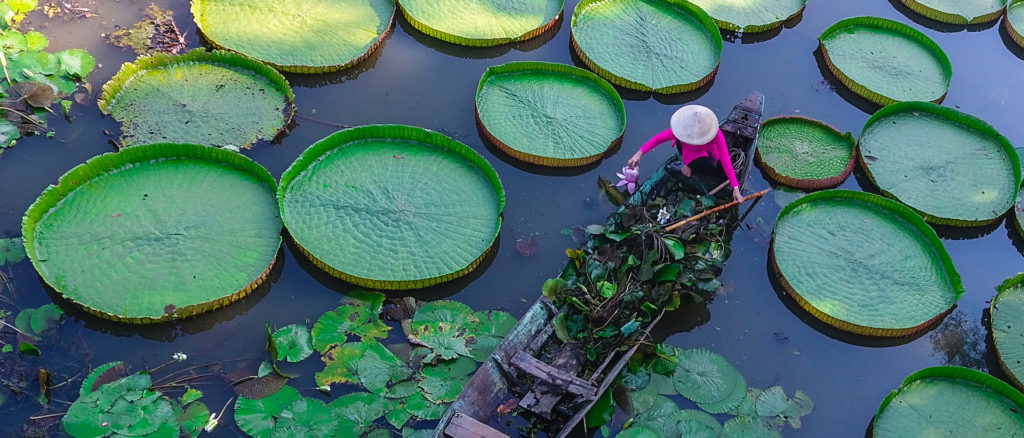A woman on the Mekong river in a small boat collecting lilies, surrounded by lily pads. 