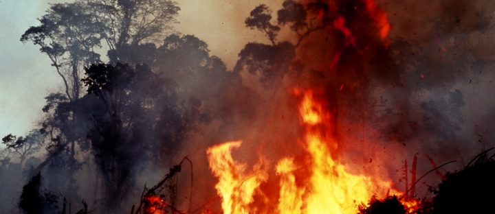 PRESS RELEASE | Civil Society Organizations Demand Moratorium on Deforestation in the Brazilian Amazon Congress