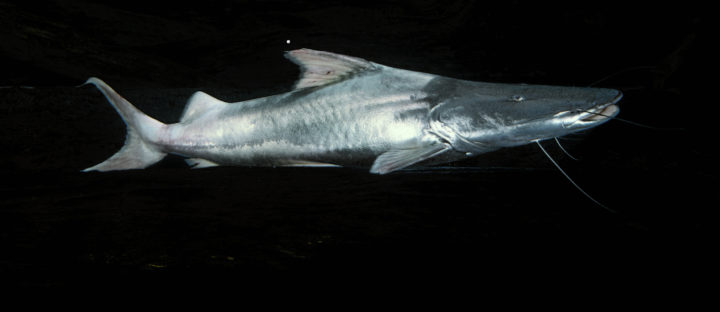 Dorado catfish: the Amazon fish with the world’s longest freshwater migration