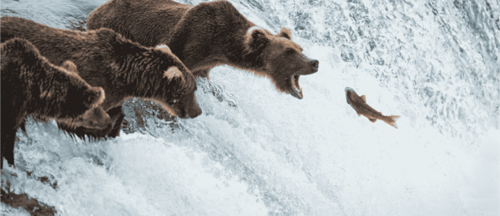 Fishy Infrastructure: How Dams Harm Fish Migration 